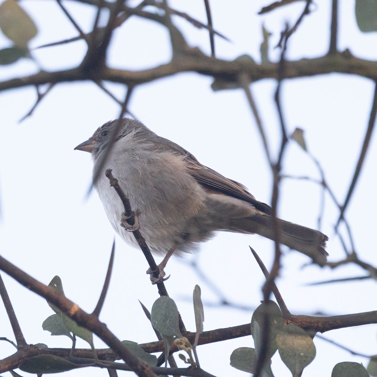 Northern Gray-headed Sparrow - ML647037313