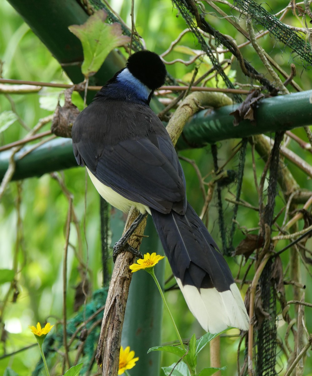 Plush-crested Jay - ML647037314
