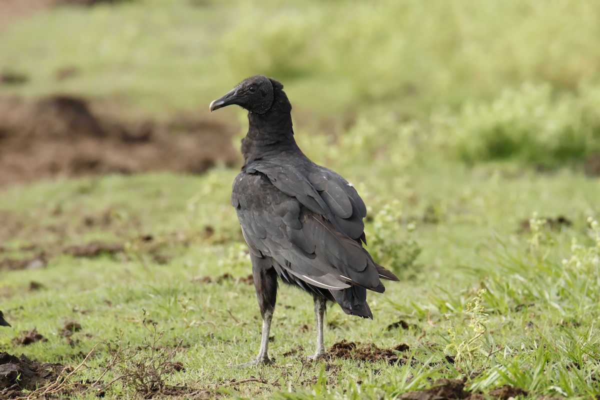 Black Vulture - ML647037317