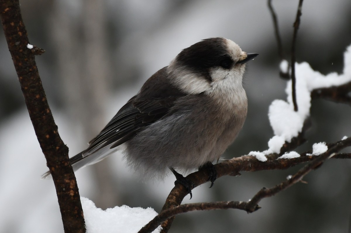 gråskrike - ML647037320