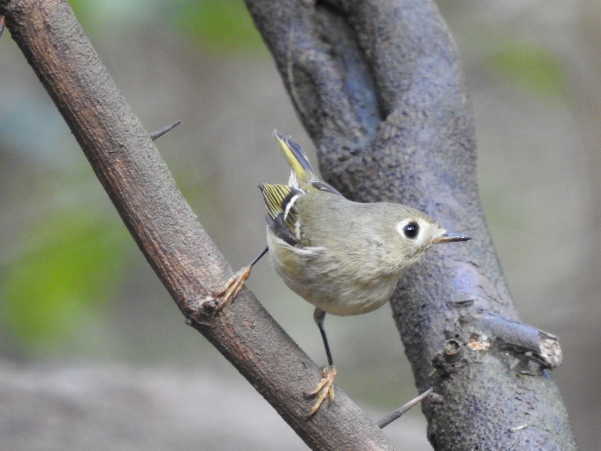 Ruby-crowned Kinglet - ML647037326