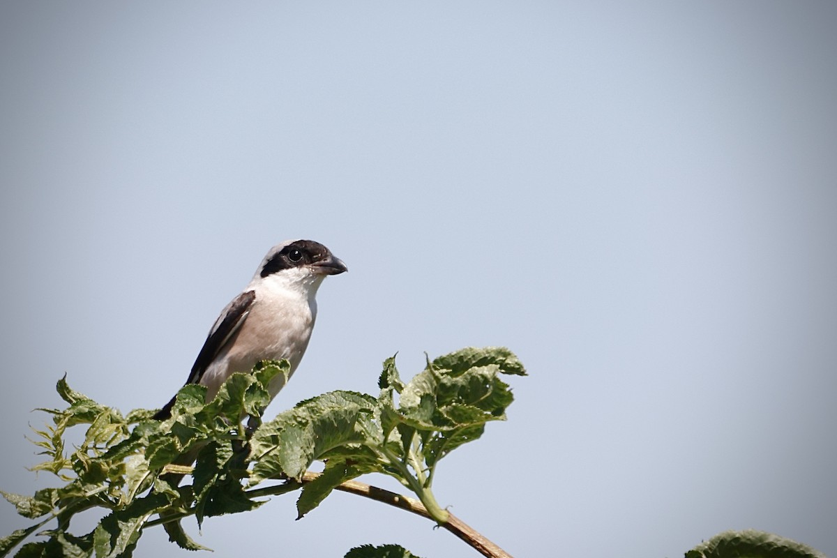 Lesser Gray Shrike - ML647037327