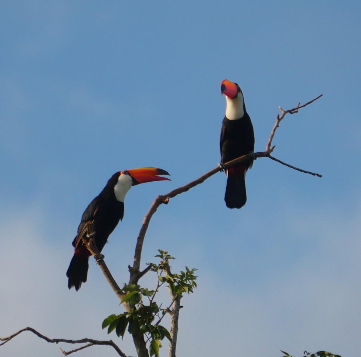 Toco Toucan - ML647037332