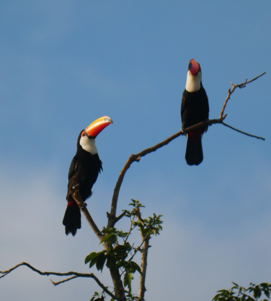 Toco Toucan - ML647037333