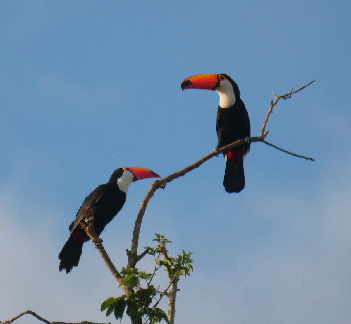 Toco Toucan - ML647037334