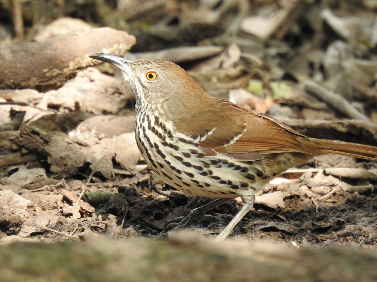 Long-billed Thrasher - ML647037340