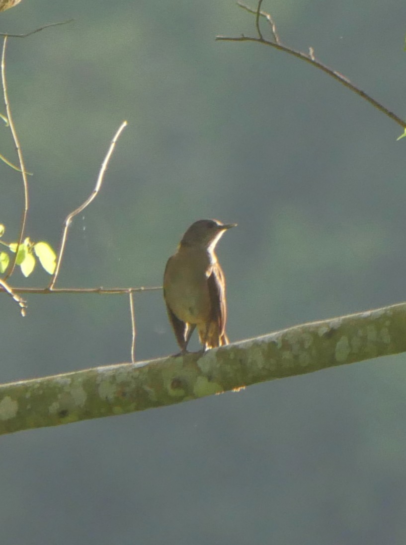 Rufous Hornero - ML647037349