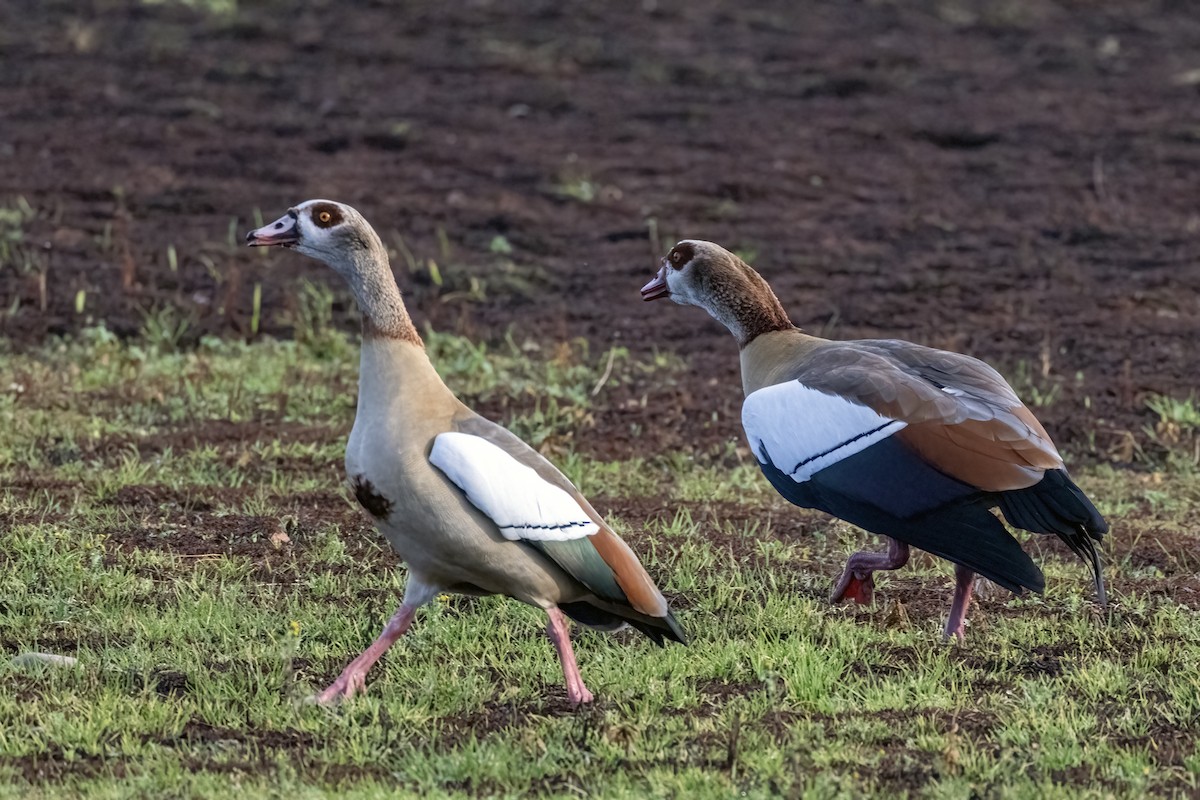 husice nilská - ML647037350