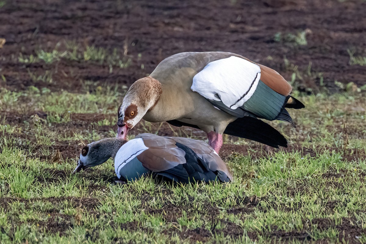 husice nilská - ML647037351