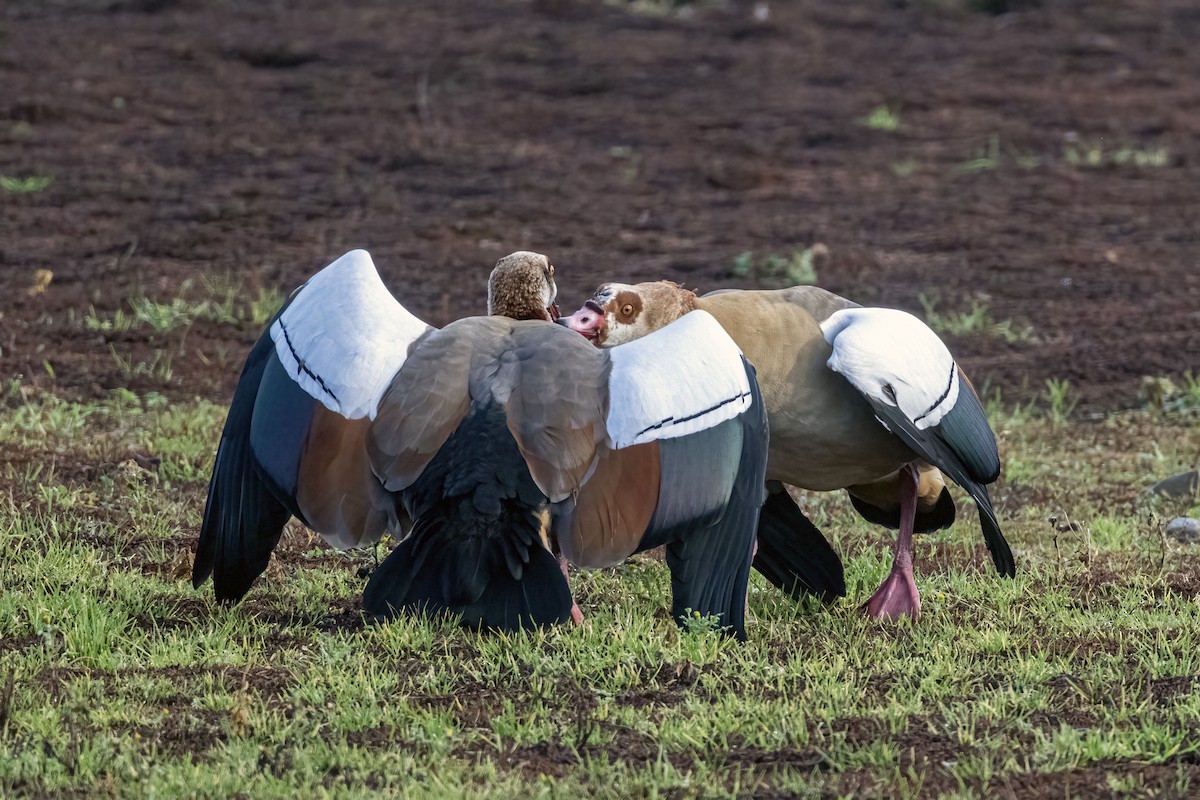 husice nilská - ML647037352