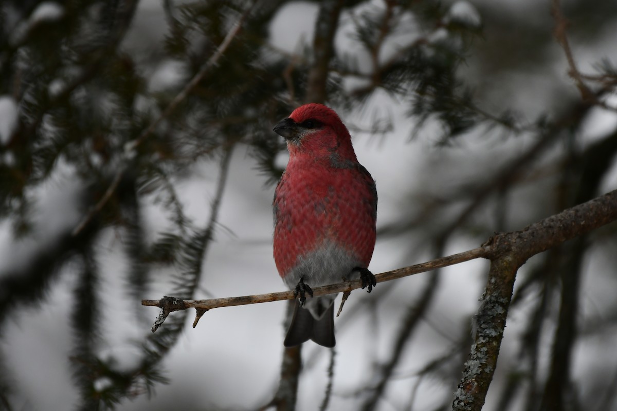 פתיאלי אורנים - ML647037354