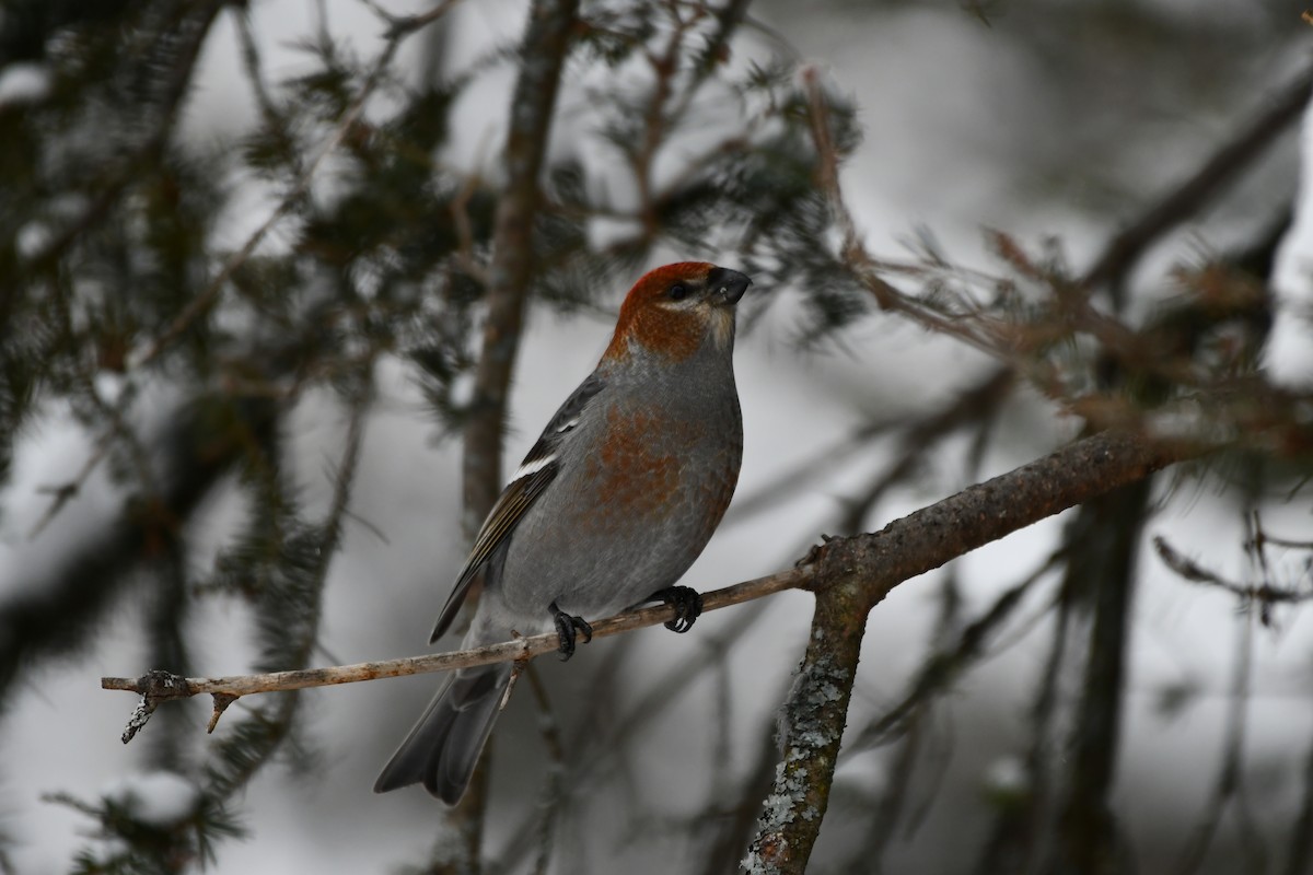 פתיאלי אורנים - ML647037355