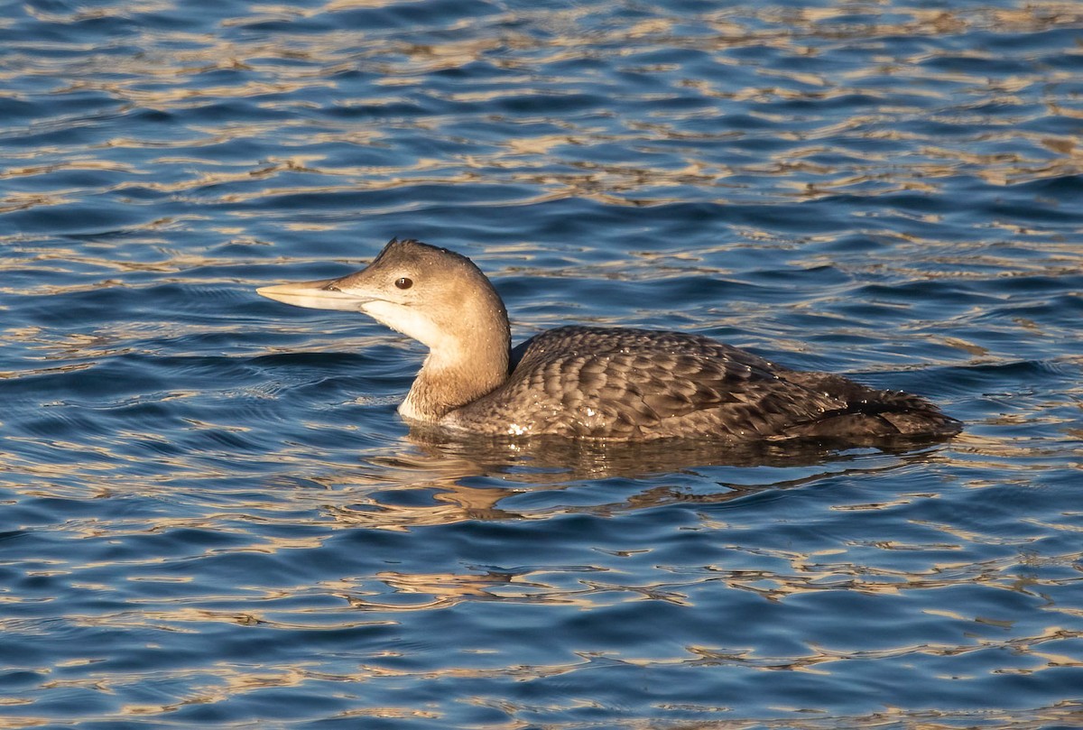 Yellow-billed Loon - ML647037356