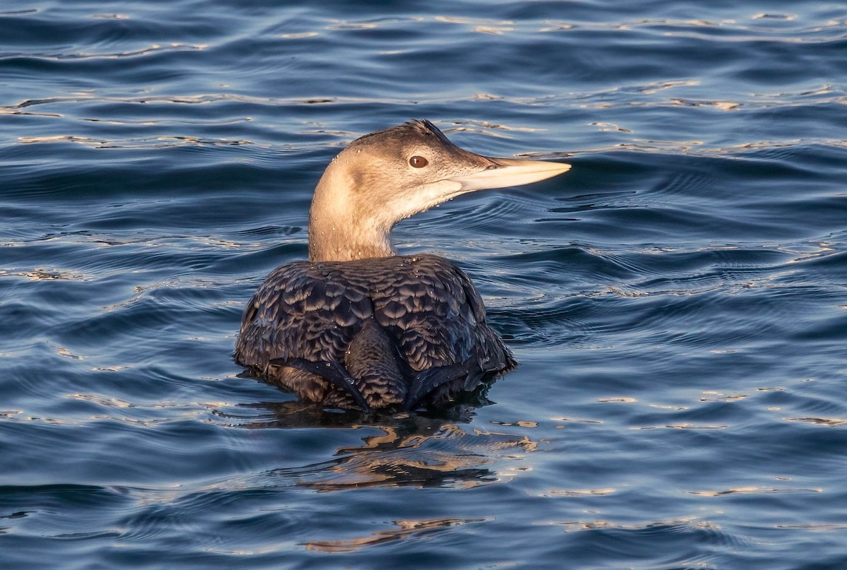 Yellow-billed Loon - ML647037357