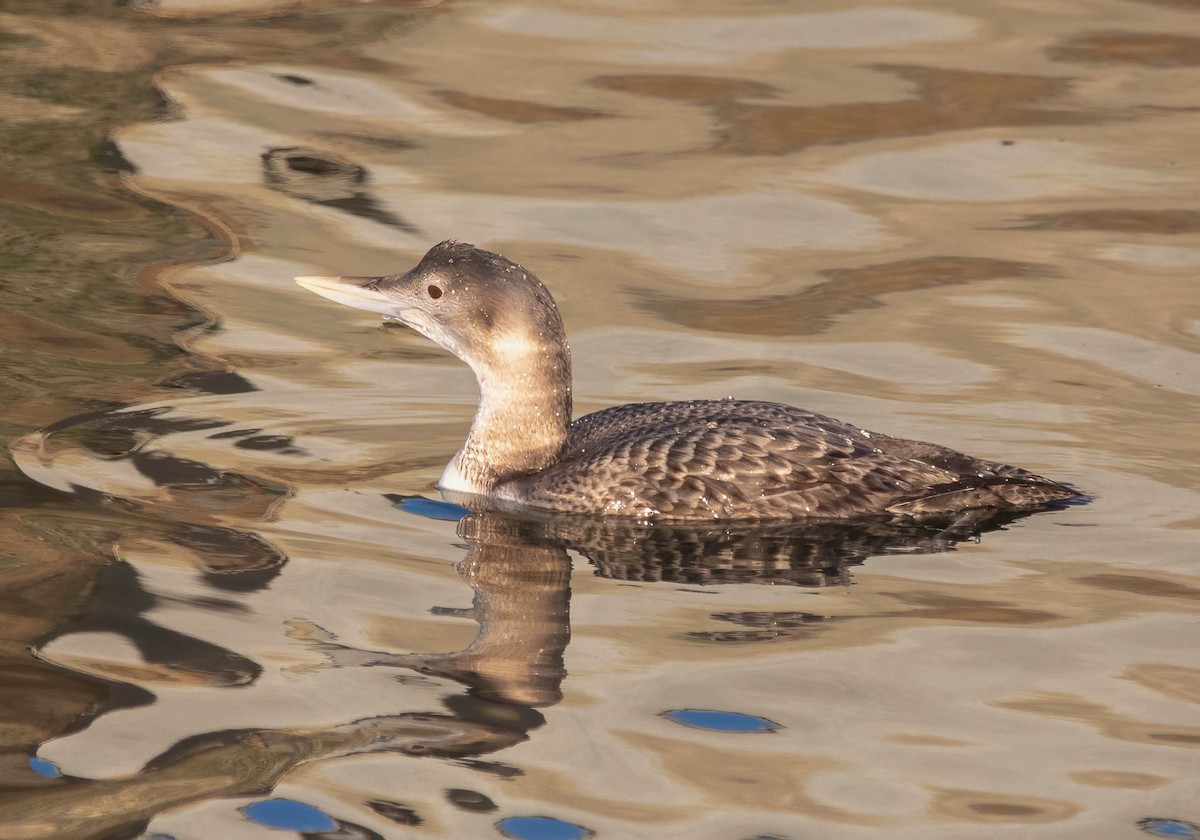 Yellow-billed Loon - ML647037358