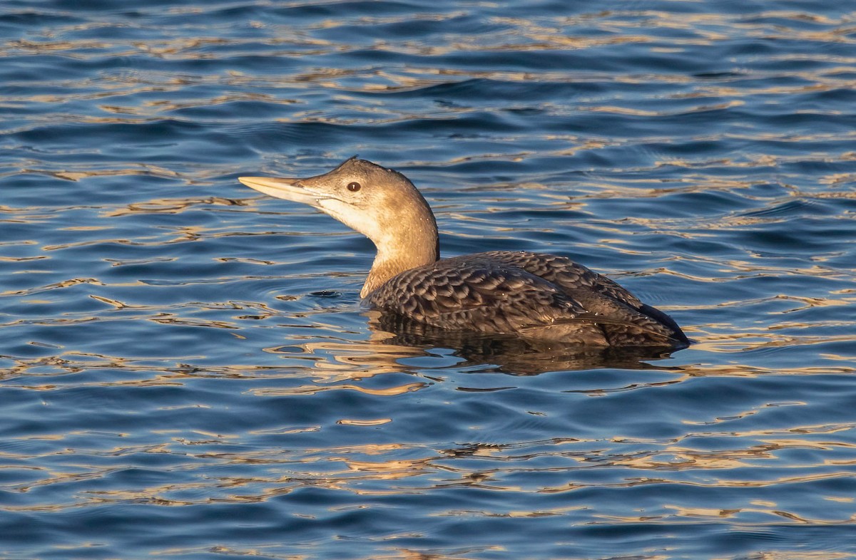 Yellow-billed Loon - ML647037359