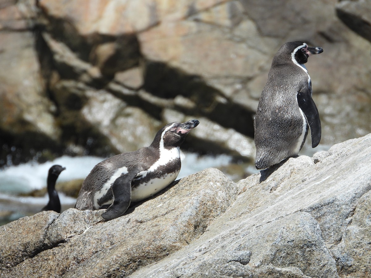 Humboldt Penguin - ML647037363