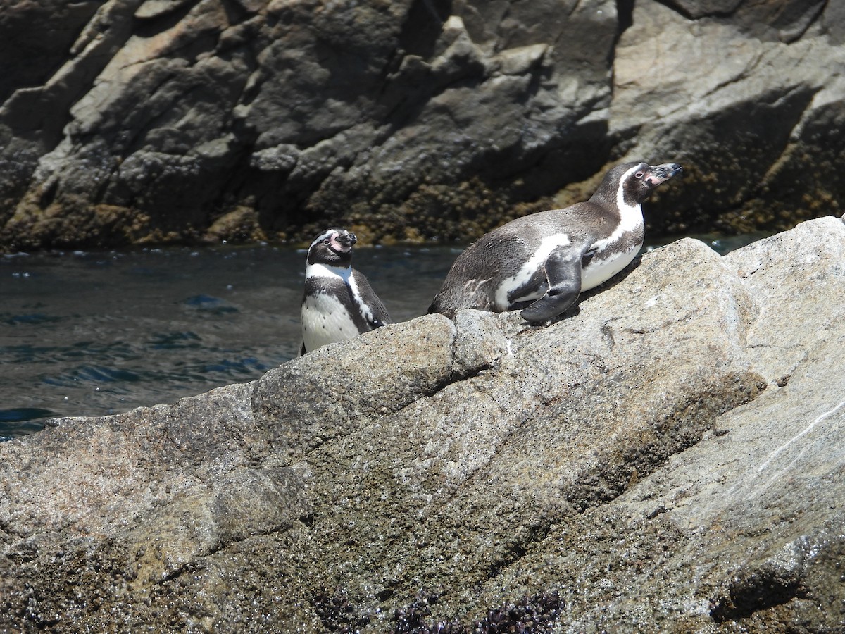 Humboldt Penguin - ML647037364