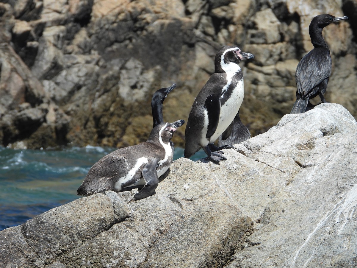 Humboldt Penguin - ML647037365