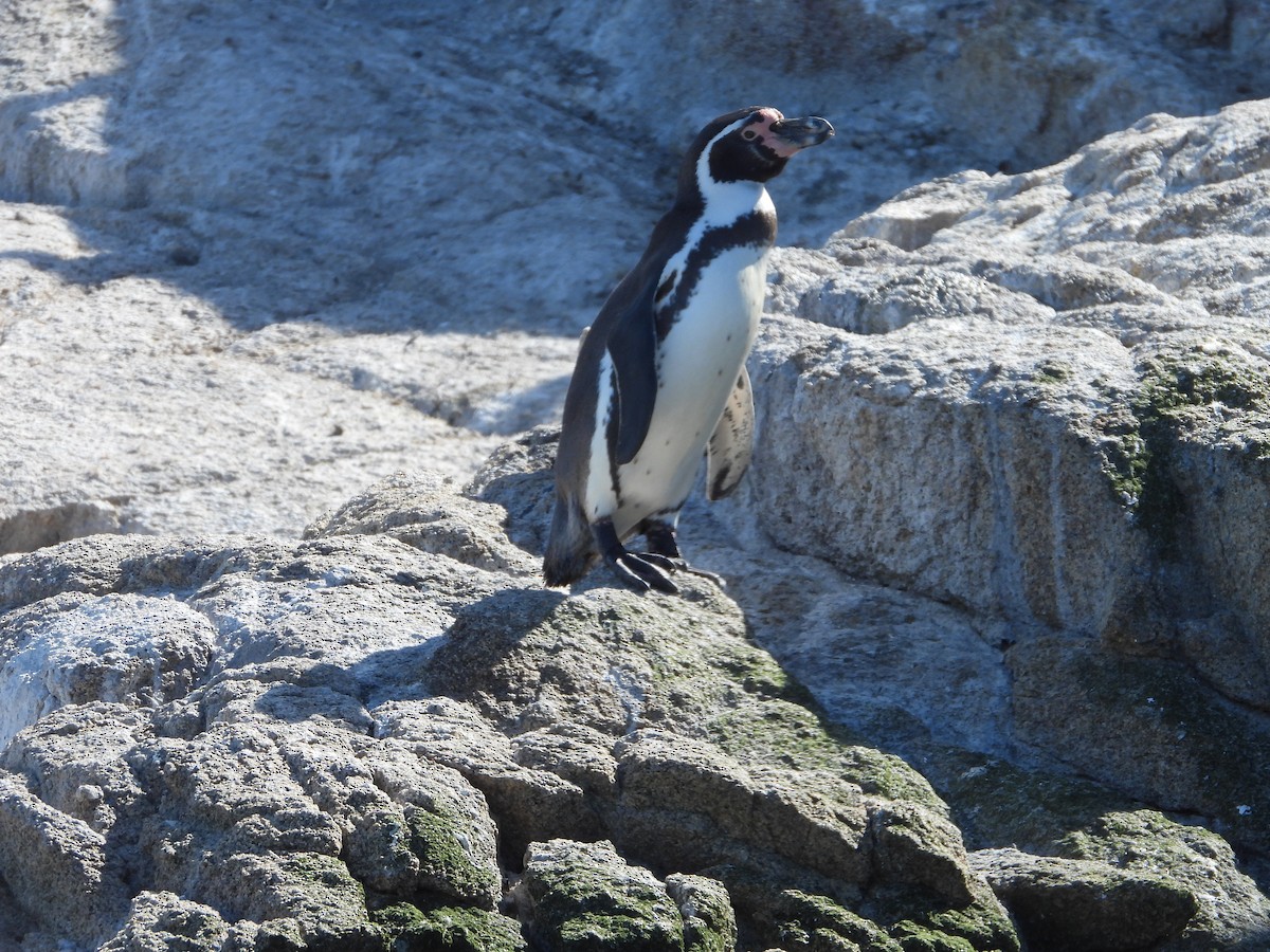Humboldt Penguin - ML647037367