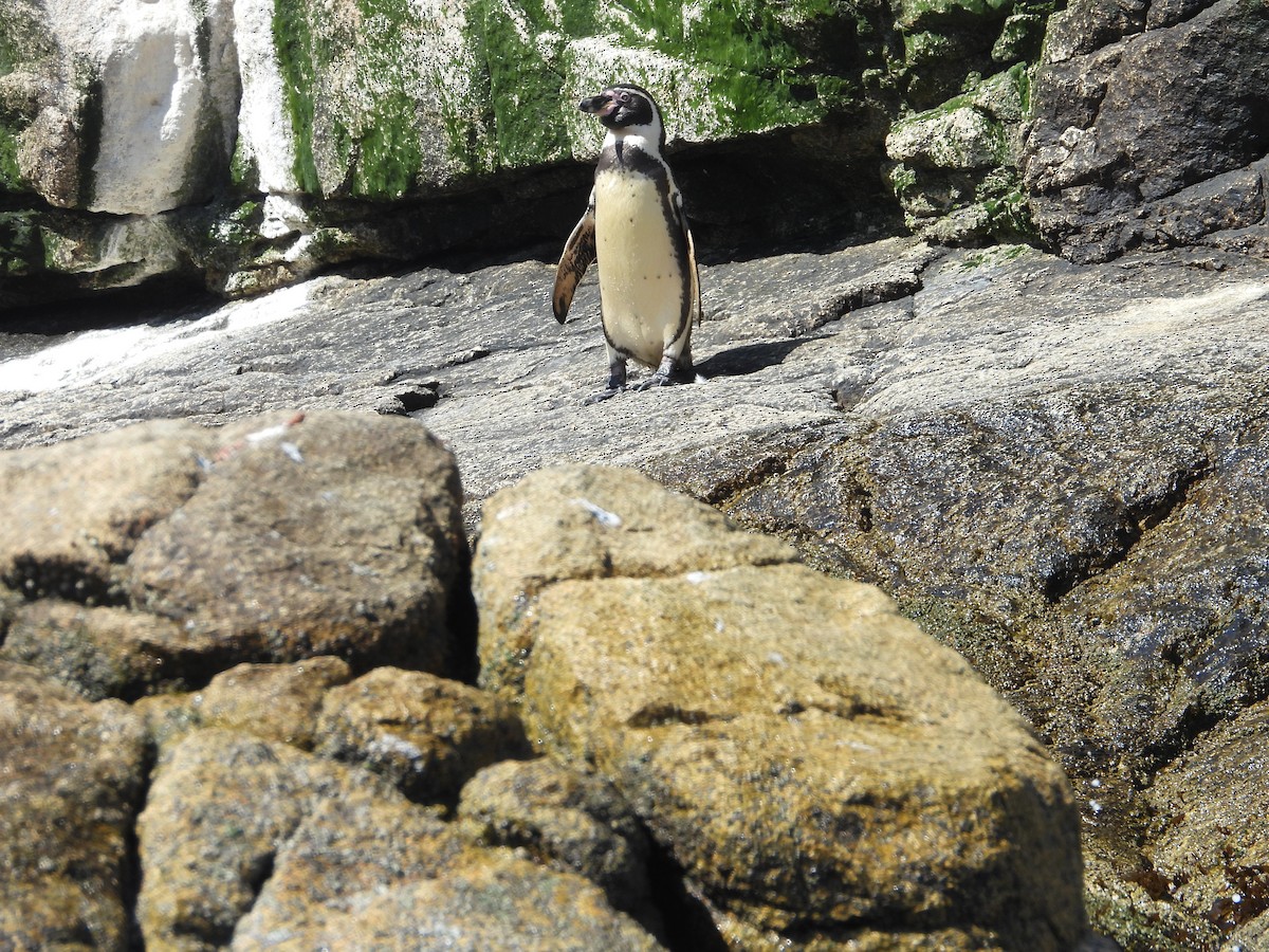 Humboldt Penguin - ML647037369