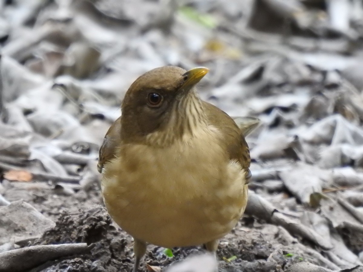 Merle fauve - ML647037371