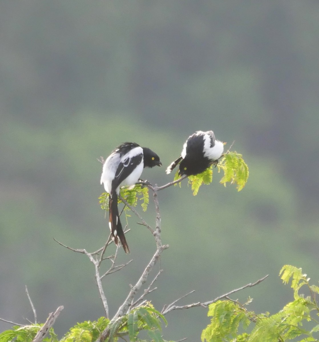 Magpie Tanager - ML647037373