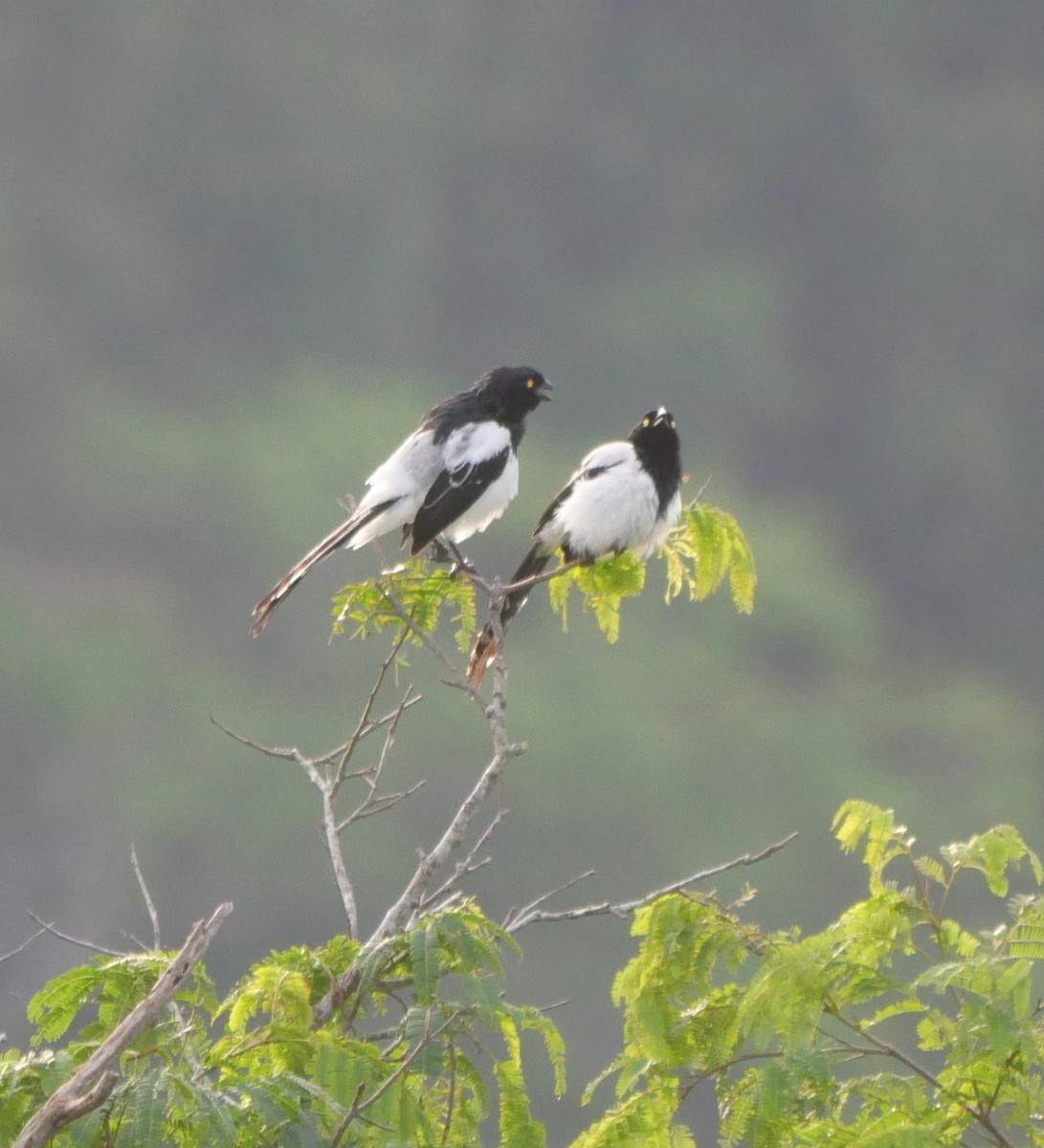 Magpie Tanager - ML647037374
