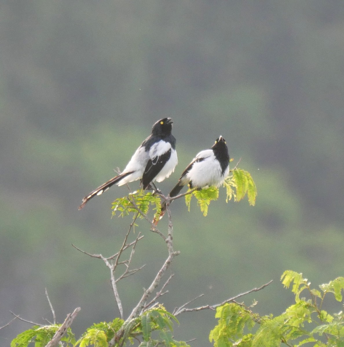 Magpie Tanager - ML647037375