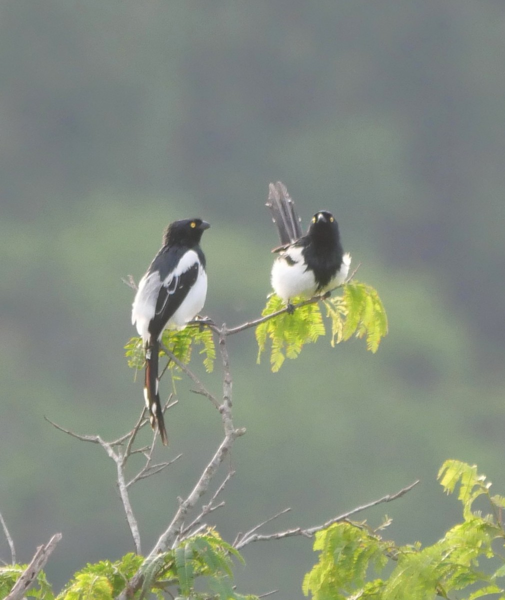 Magpie Tanager - ML647037376