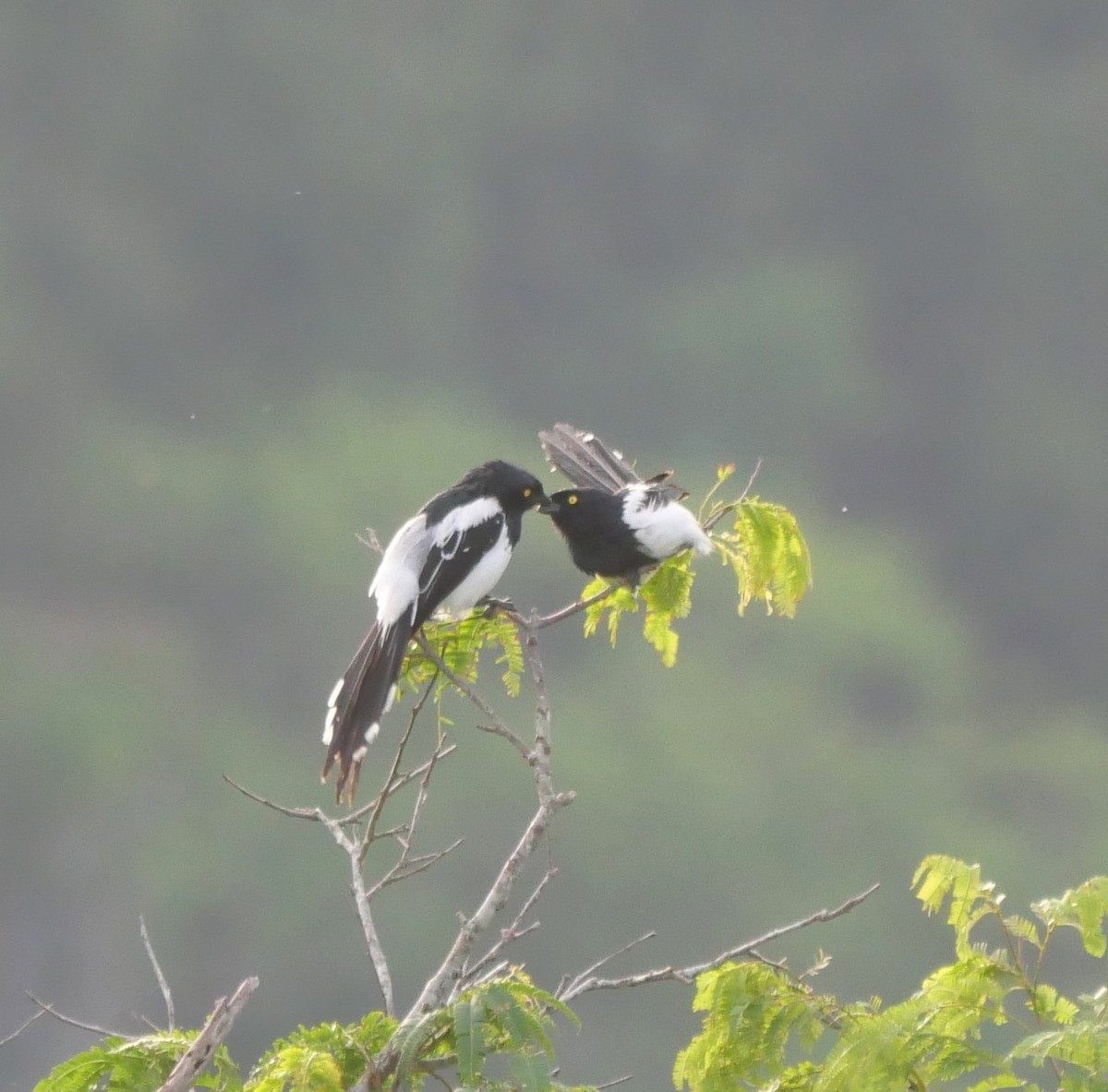 Magpie Tanager - ML647037377