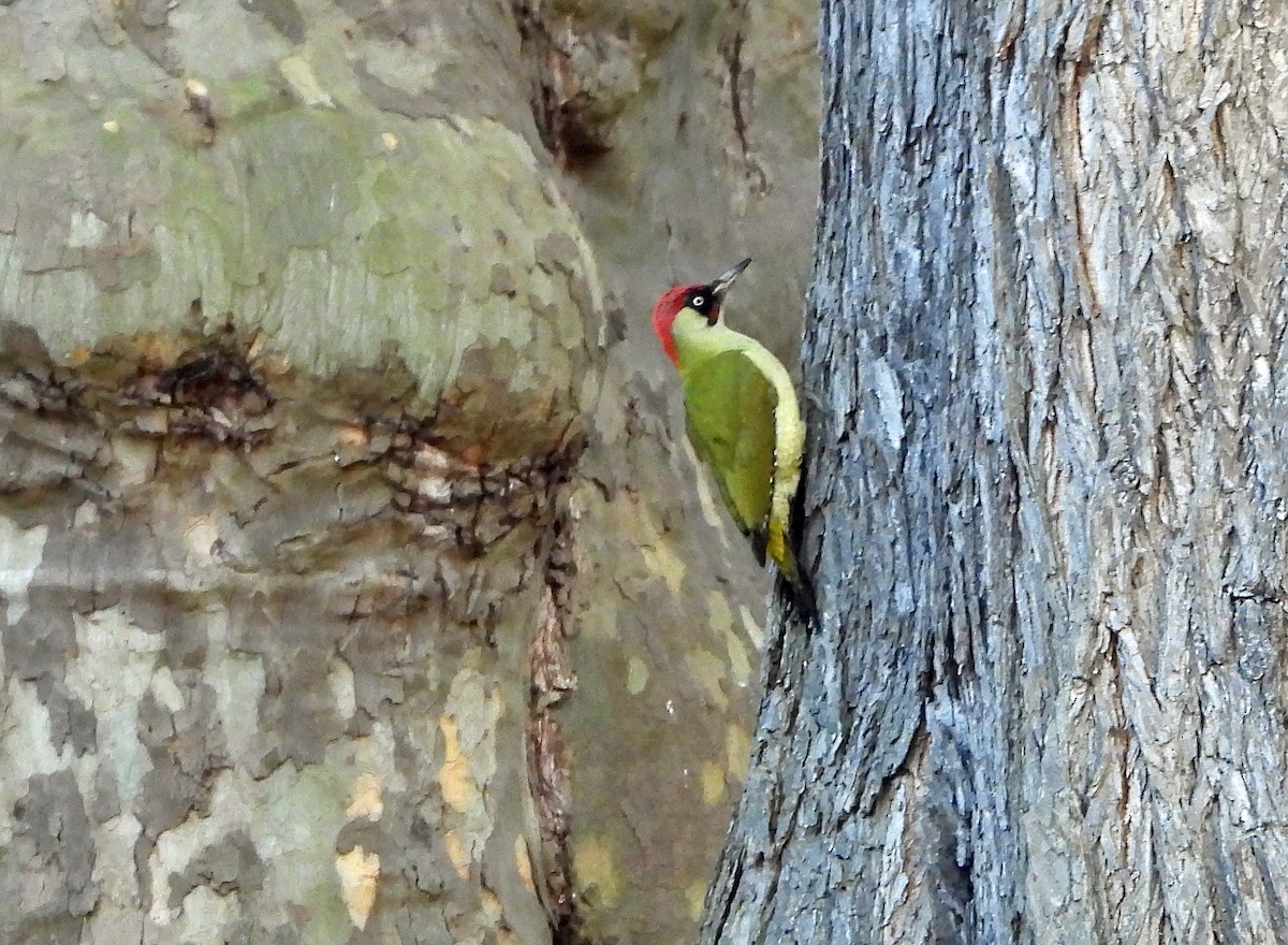 žluna zelená - ML647037378