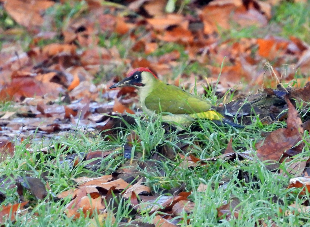 žluna zelená - ML647037380