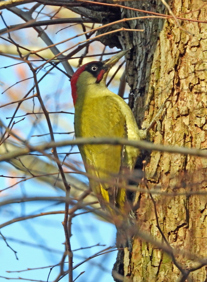 žluna zelená - ML647037381