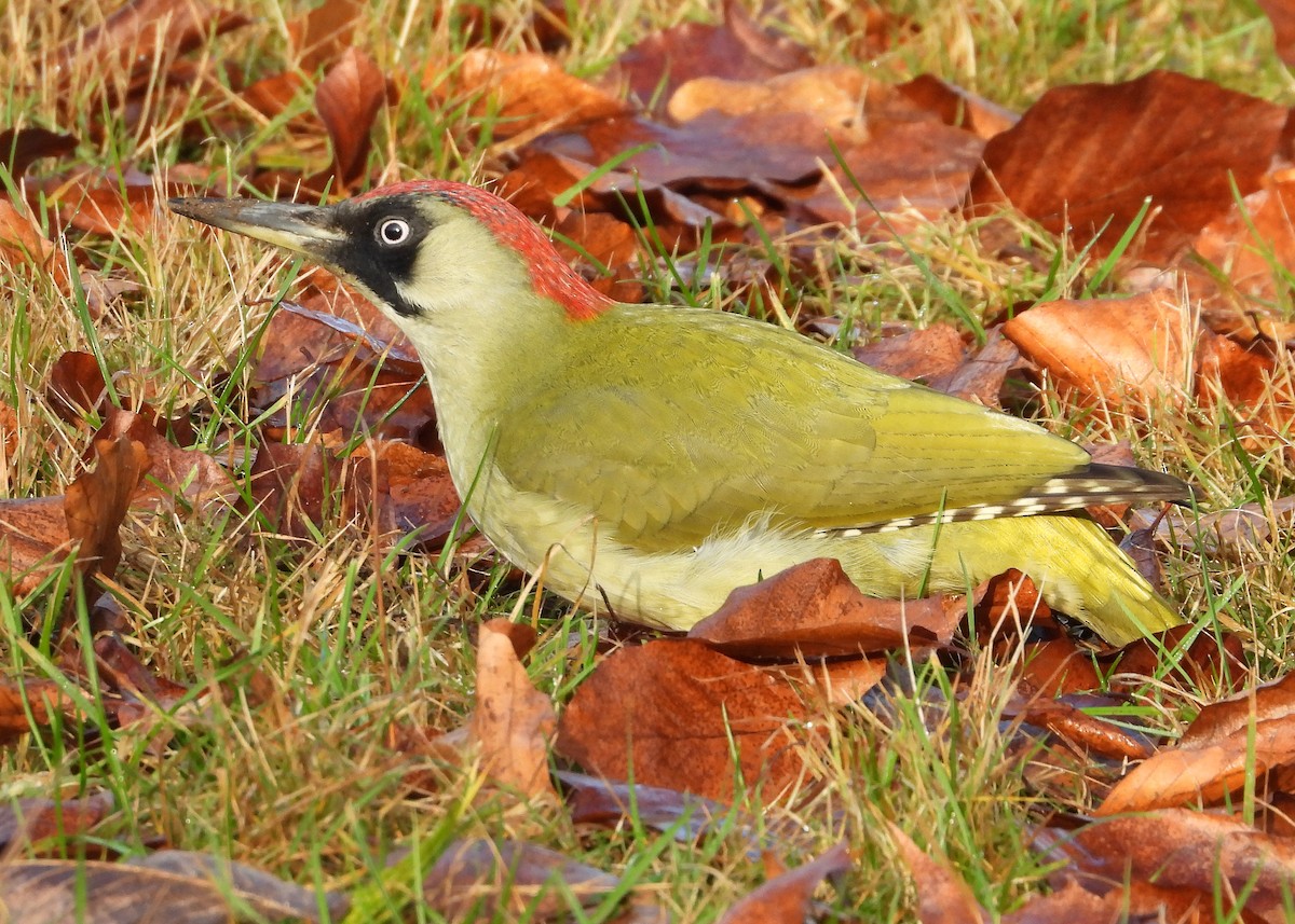 žluna zelená - ML647037382