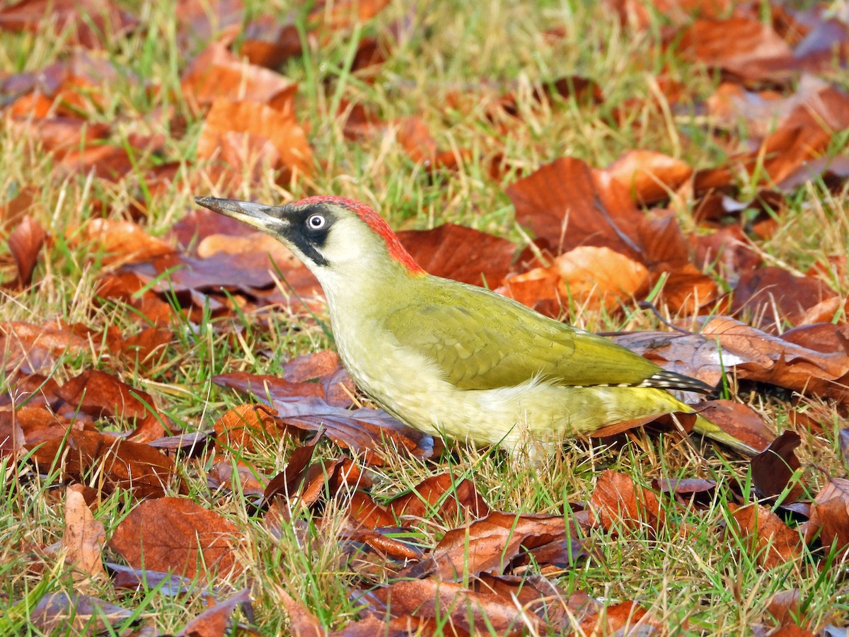 žluna zelená - ML647037383