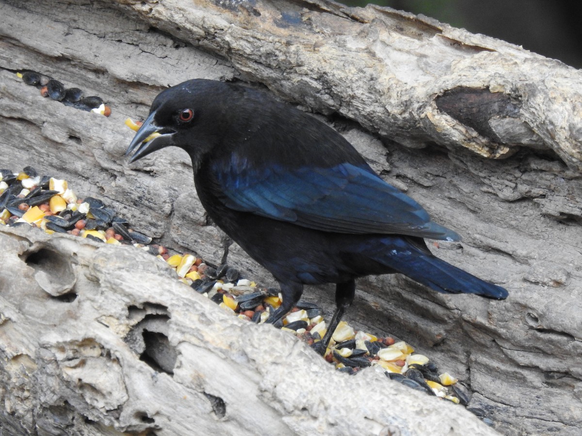 Bronzed Cowbird - ML647037385