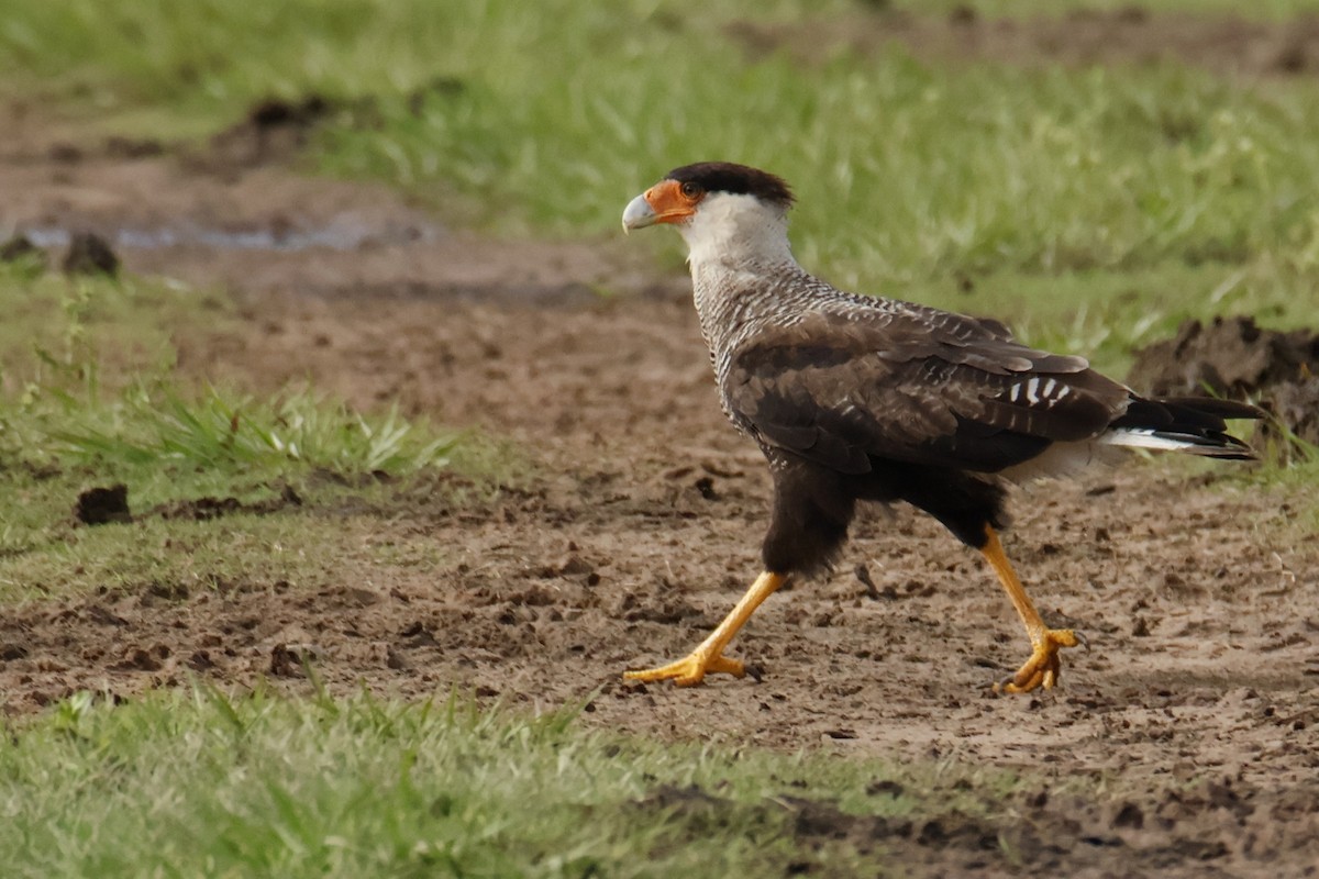 Crested Caracara - ML647037386