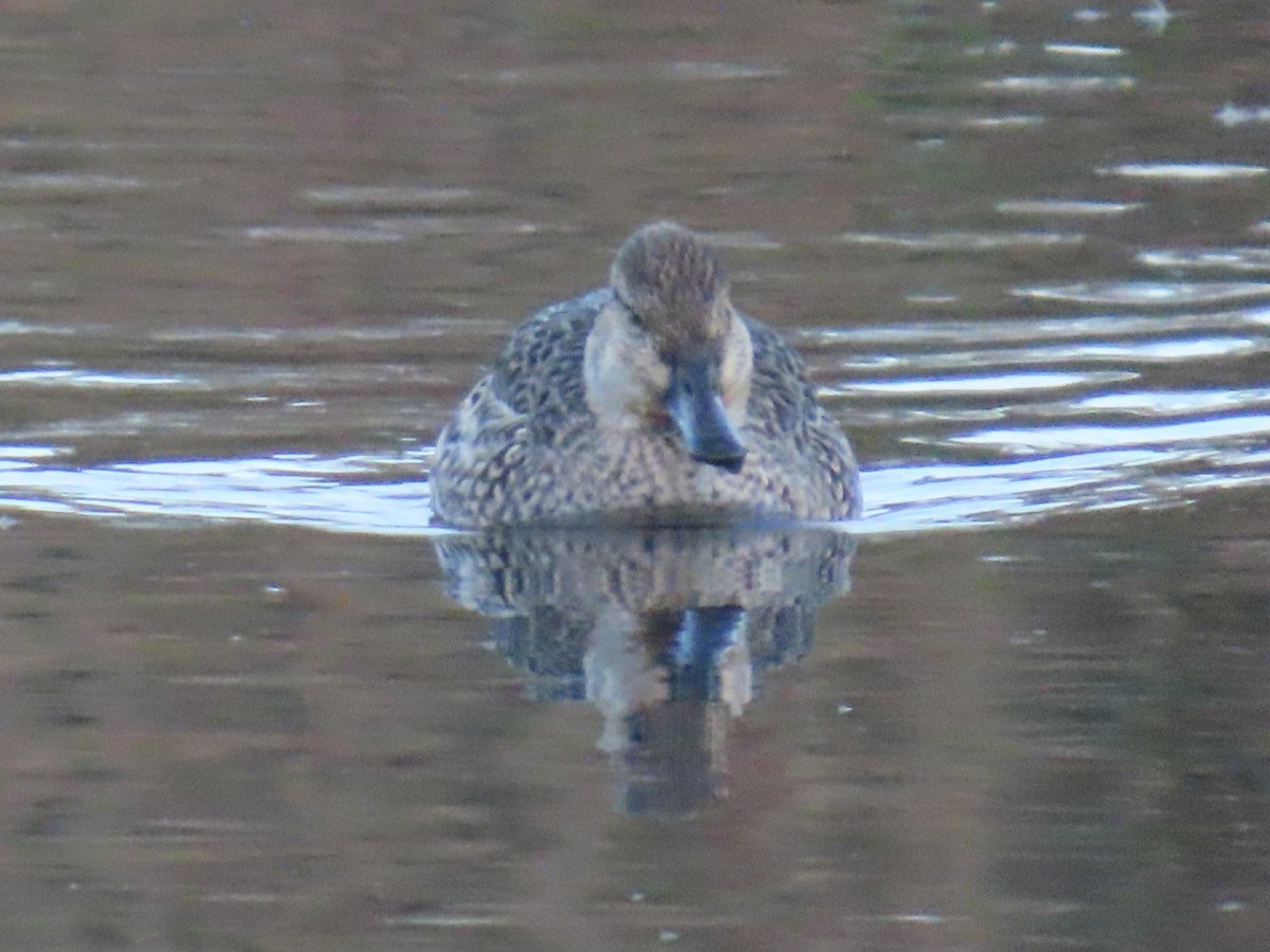 Green-winged Teal - ML647037387