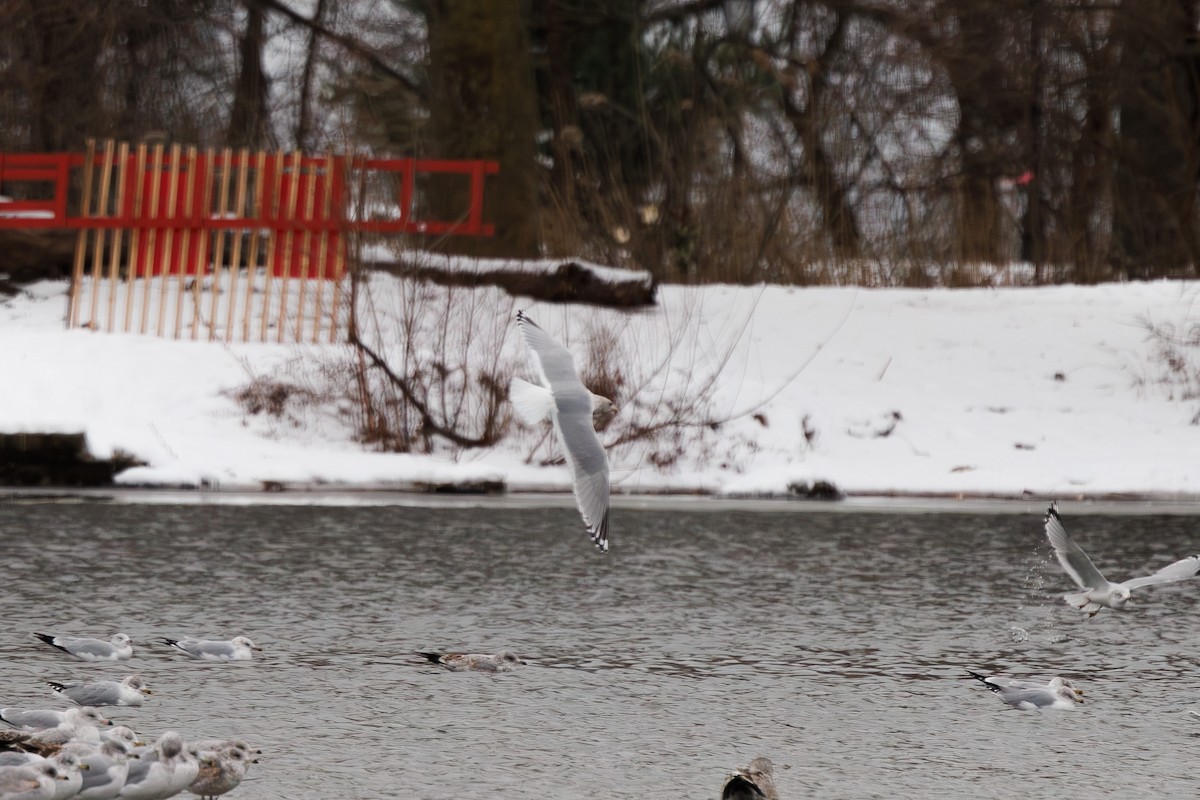 Iceland Gull (Thayer's) - ML647037396