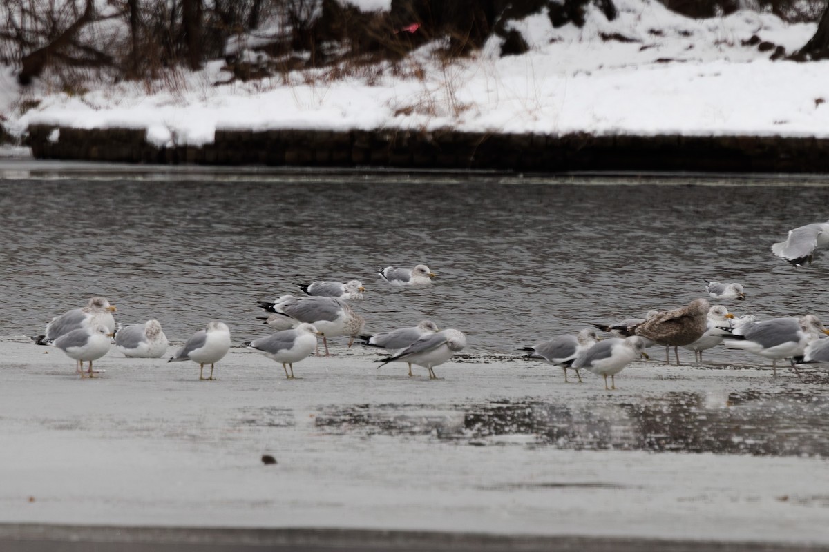Iceland Gull (Thayer's) - ML647037397