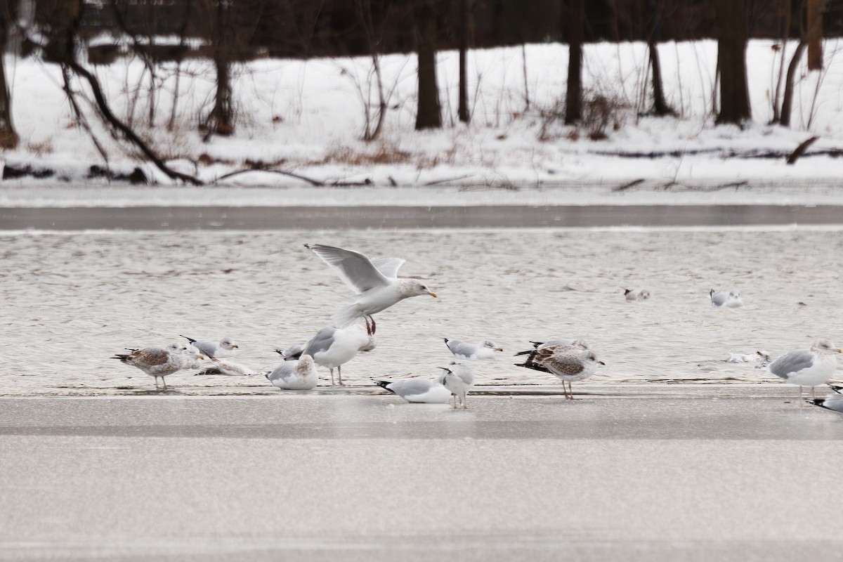 Iceland Gull (Thayer's) - ML647037398
