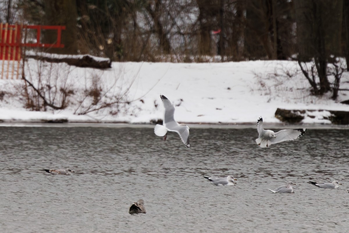 Iceland Gull (Thayer's) - ML647037399