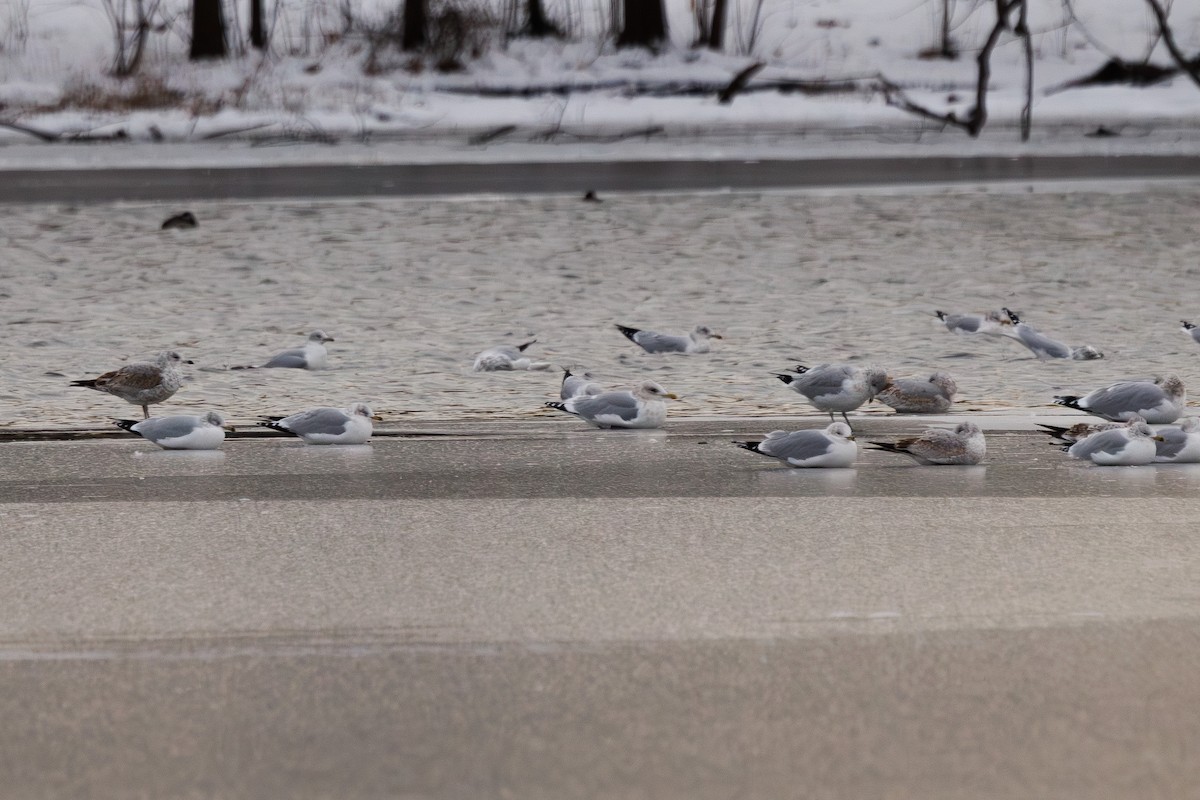Iceland Gull (Thayer's) - ML647037400