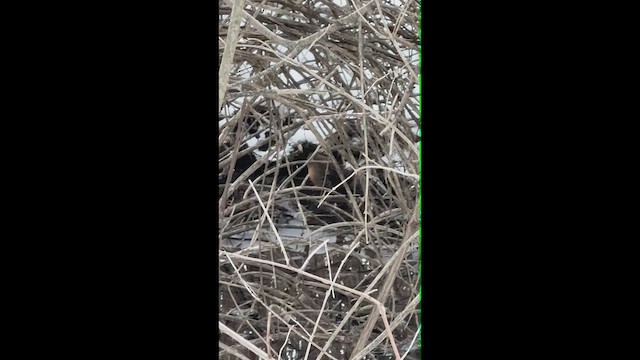 Virginia Rail - ML647037402