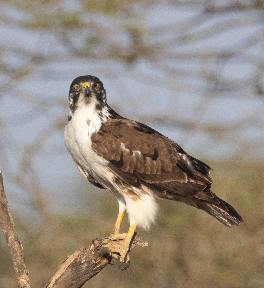 Augur Buzzard - ML647037403