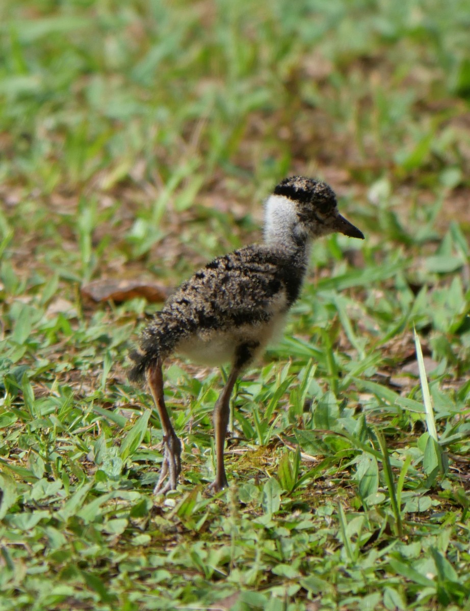 Southern Lapwing - ML647037406