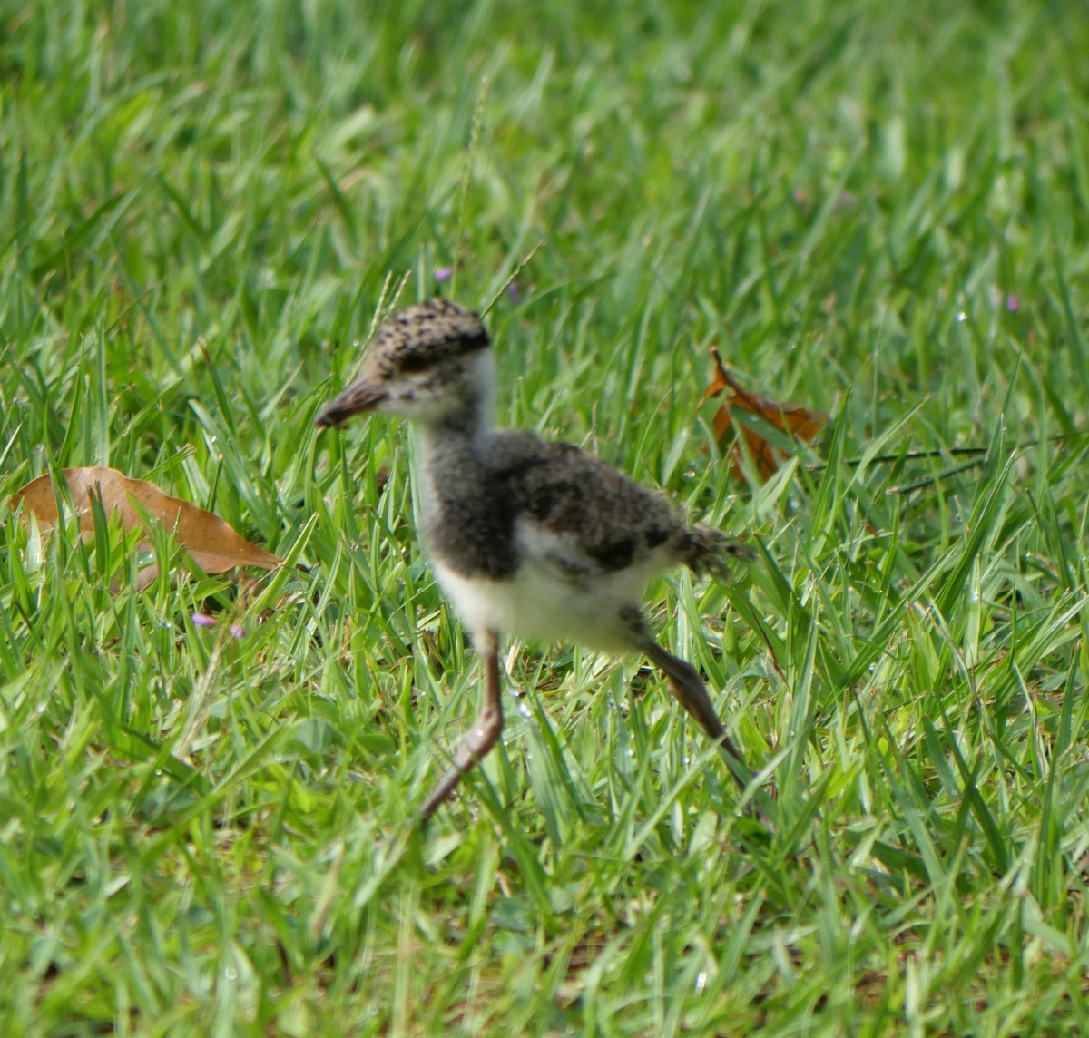 Southern Lapwing - ML647037407