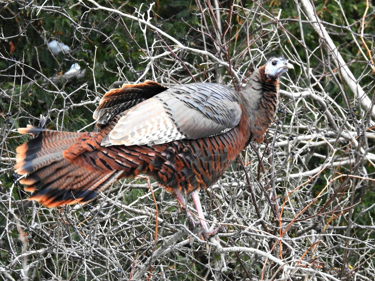 Wild Turkey - ML647037414