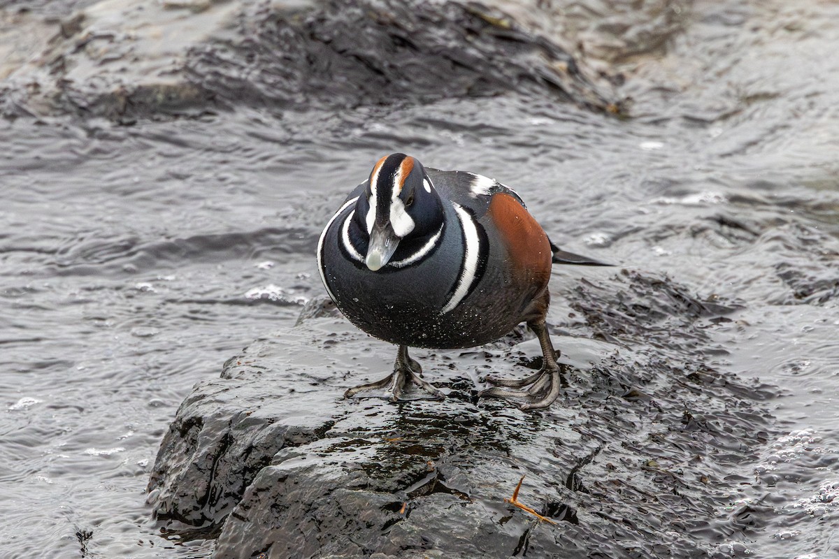 Palyaço Ördeği - ML647037416